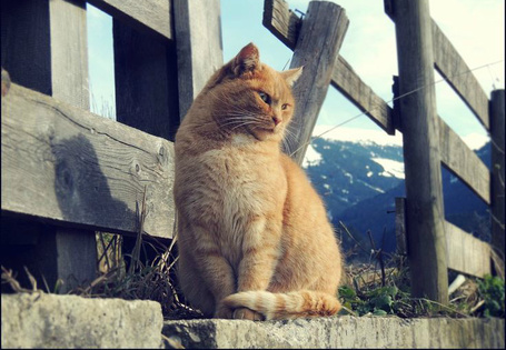 Красивые дворовые кошки. Кот сидит на заборе. Деревенские коты. Кот на заборе. Кошка в деревенском доме.