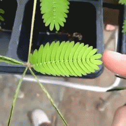 Фото Когда палец дотрагивается до растения, оно складывает свои листочки