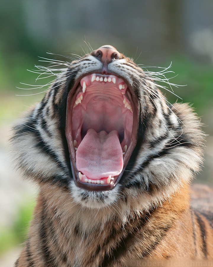 Открывай пасть. Пасть тигра. Зубы тигра. Пасть. Тигриные зубы.