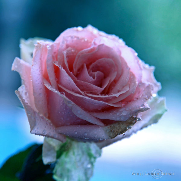 Фото Розовая роза в каплях росы, by WhiteBook