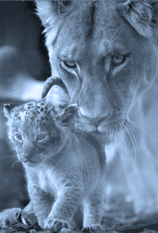 Фото Львица с маленьким львенком