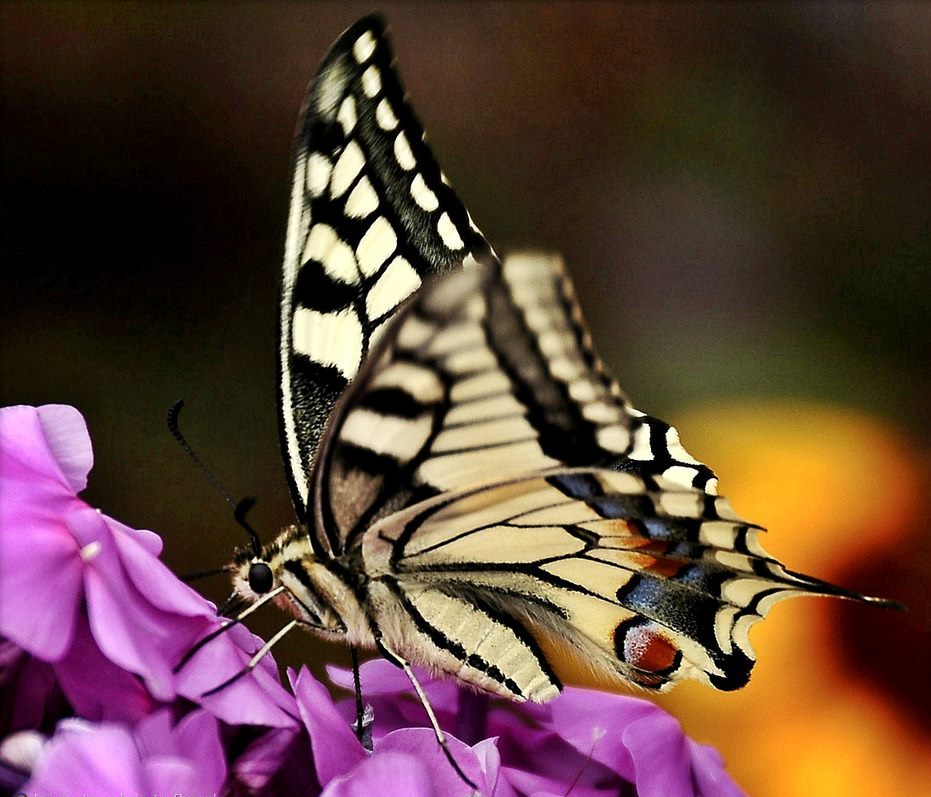 Фото Бабочка сидит на цветке