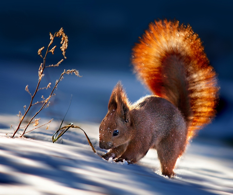 Фото Белка в лучах зимнего солнца, фотограф Polyushko Sergey