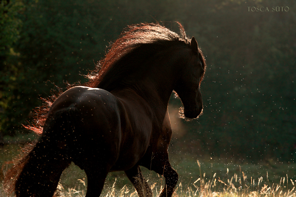 Фото Лошадей На Природе