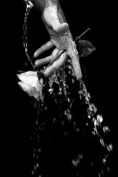 Фото В руке роза и стекает вода