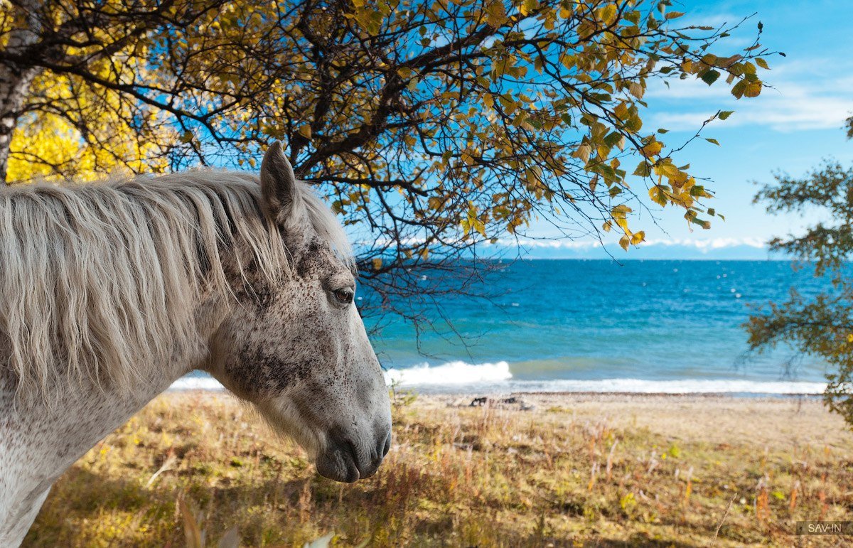 Фото Белая лошадь стоит по деревом недалеко от моря