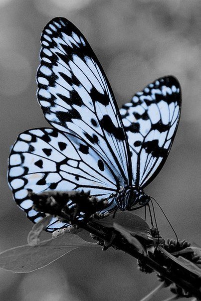 Черно белые обои бабочки