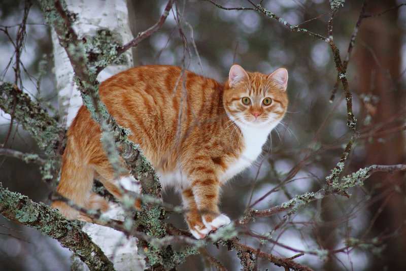 Коты на дереве фото