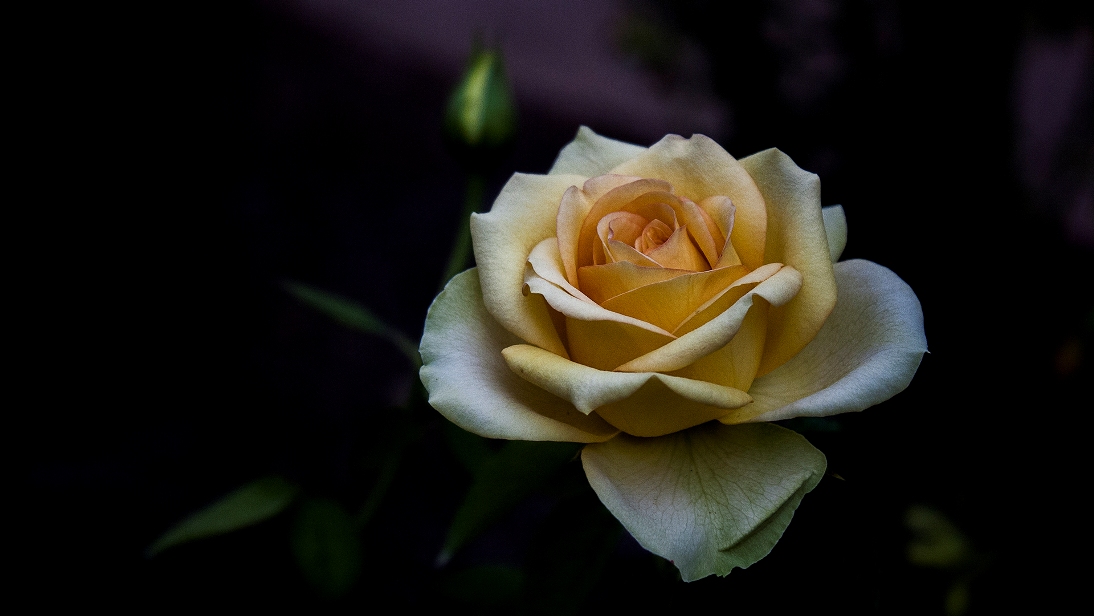 Белая роза на темном фоне