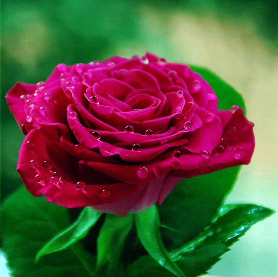 Фото Темно-розовая роза в каплях росы