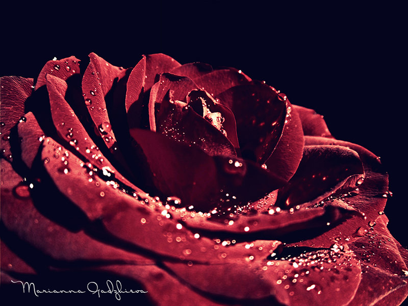 Фото Роза на черном фоне в каплях росы