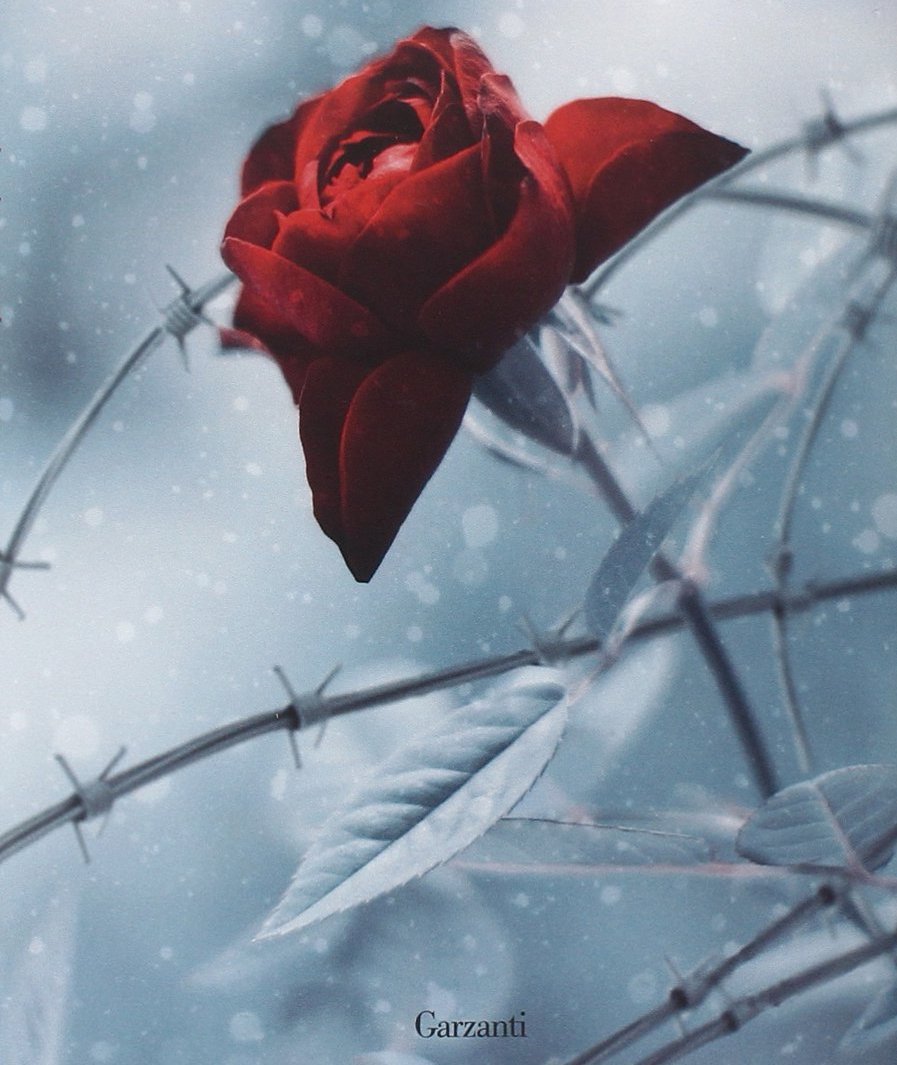 Фото Красная роза за колючей проволокой