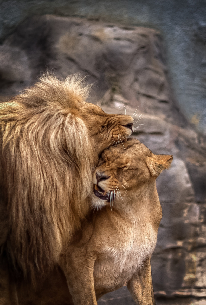 Фото Лев и львица