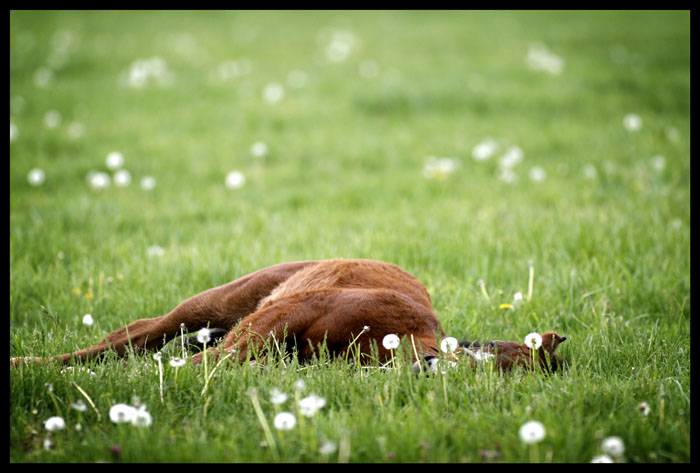 Фото Лошадь лежит на поляне с одуванчиками, by Rohwen