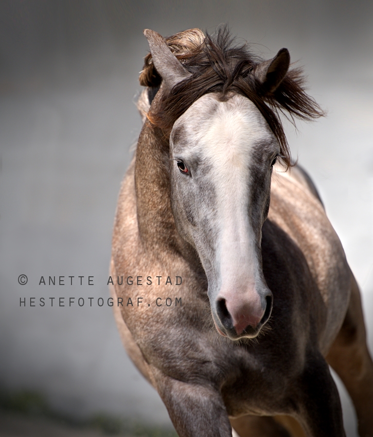 Фото Лошадь на сером фоне, by A-Motive