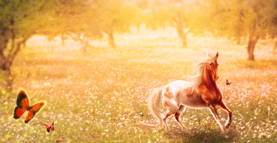 Фото Лошадь на поляне, by xDjurax