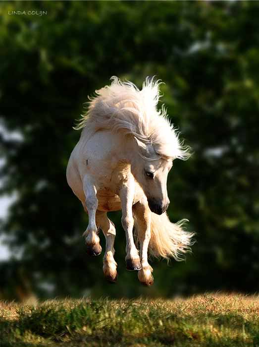 Фото Белый конь в прыжке