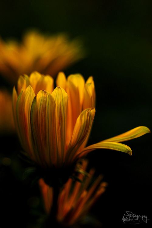 Фото Желтый цветок на темном фоне