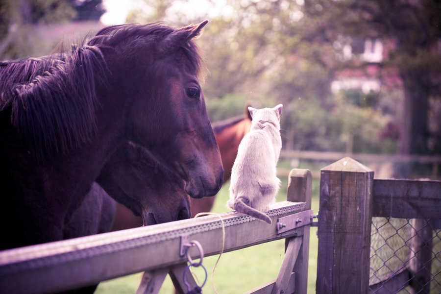 Фото Кот сидит перед лошадью в загоне, by escaped-emotions