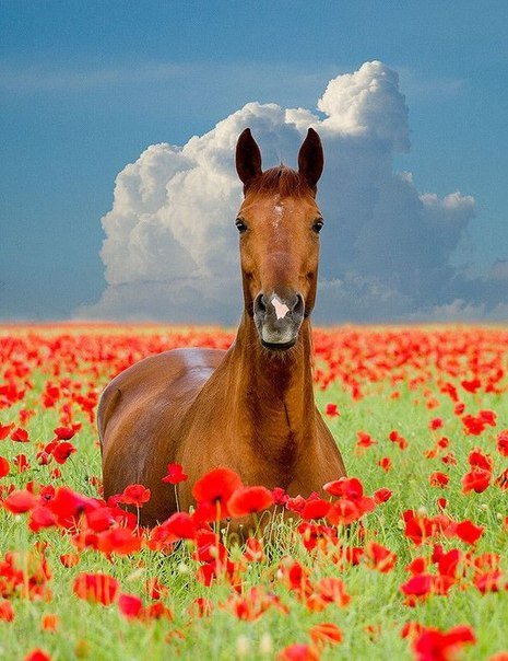 Фото Лошадь стоит в поле среди маков на фоне неба и облаков