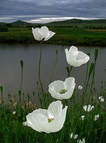 Фото Белые маки растущие у озера