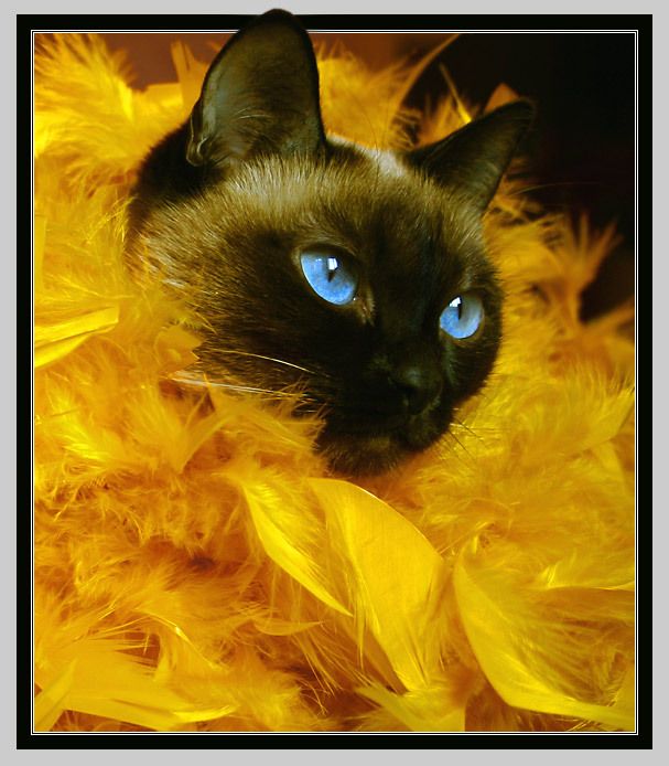 сиамская кошка с желтыми глазами