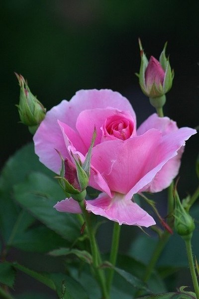 Фото Розовая роза и рядом еще нераспустившиеся бутоны роз