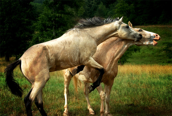 Фото Две белые лошади на природе, by GallamorePhotography