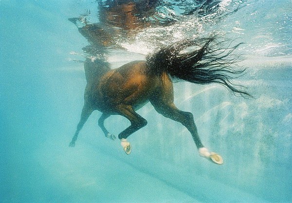 Фото Гнедая лошадь плывет в воде