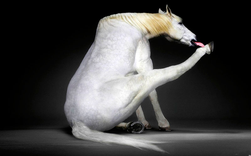 Фото Белый конь лижет себе копыто в сидячей позе