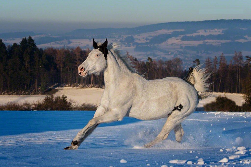 Фото Белая лошадь скачет по снегу, ву Dalia Fichmann