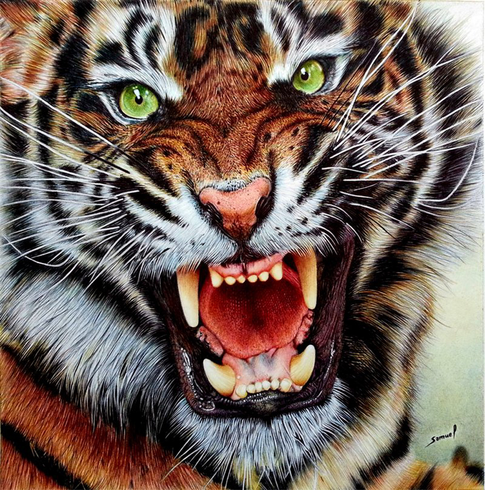 Фото Тигр, открывший в ярости широкую пасть с огромными клыками