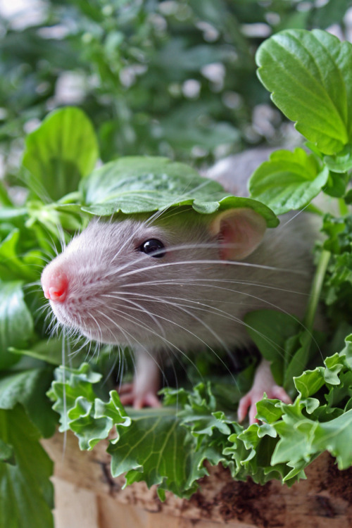 Фото Серый мышонок выглядывающий из под листочка