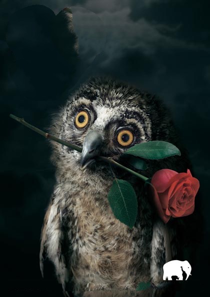Фото Сова держит в клюве цветок красной розы