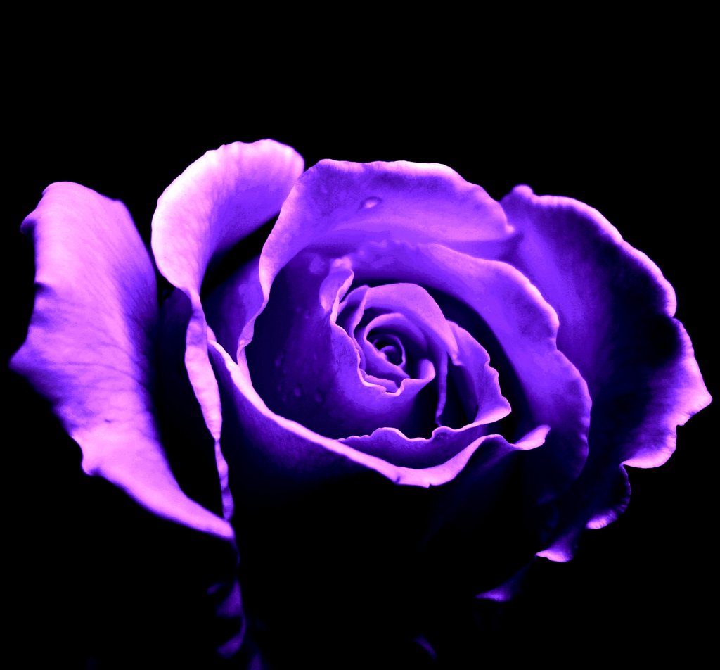 Темно Фиолетовые Розы