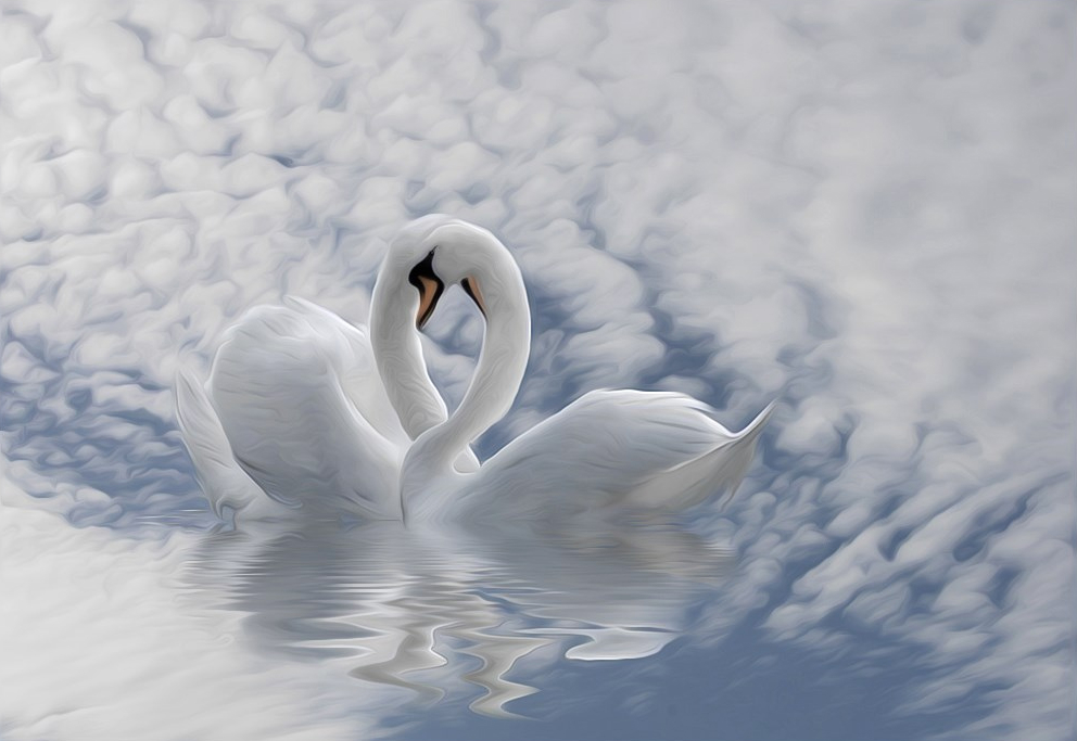 Фото Лебеди на пруду