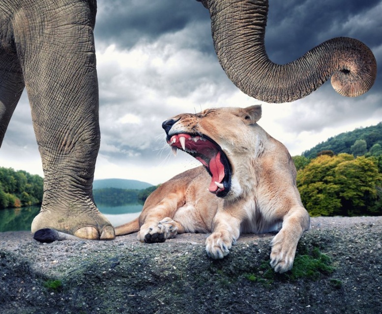Фото Слон наступил на хвост разъяренной львице