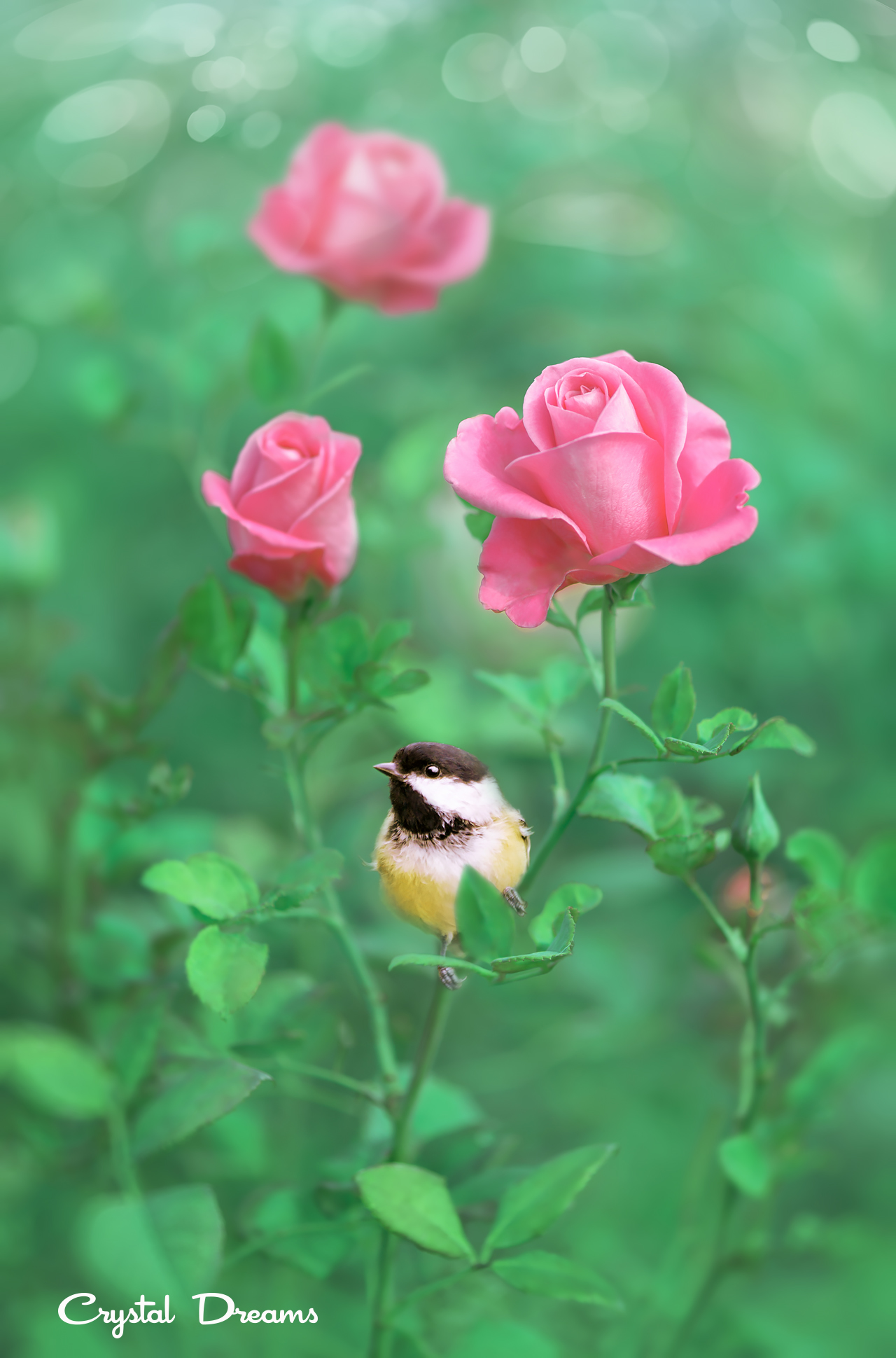 Фото На кусту с розовыми розами сидит птичка