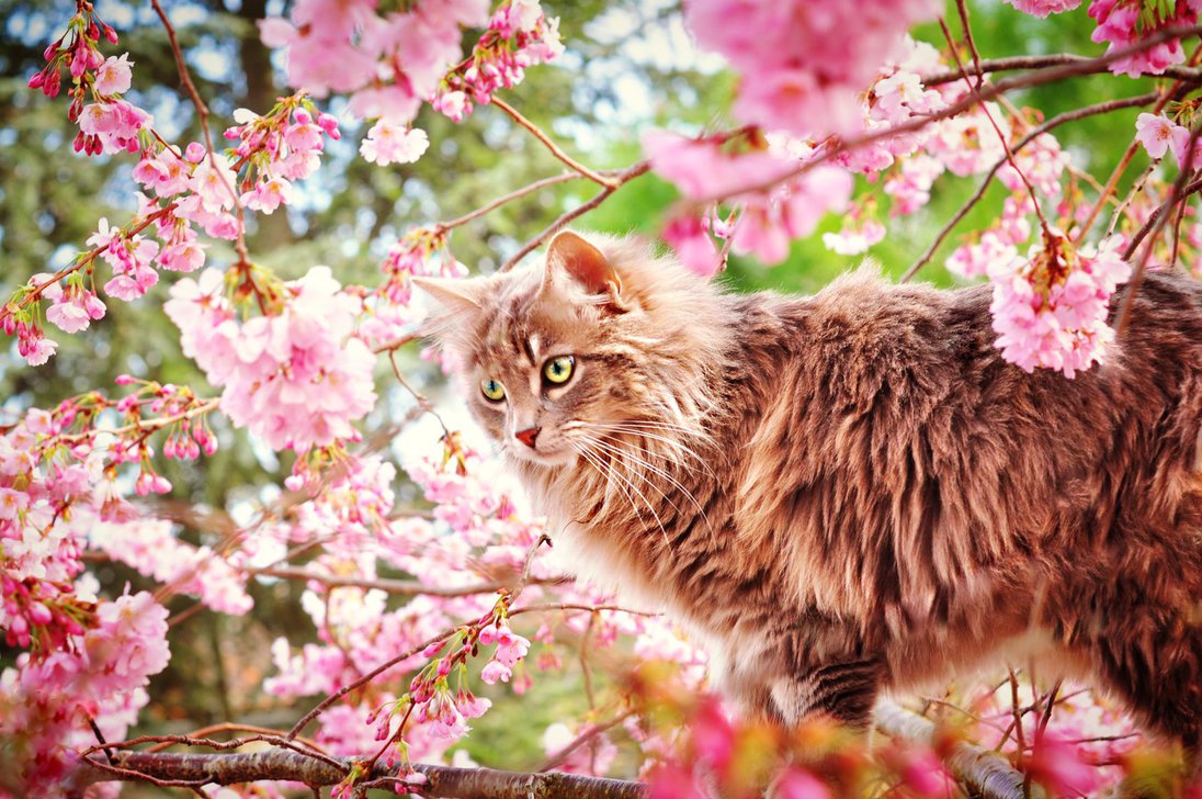 Фото Большой пушистый кот на ветке дерева усыпанного цветами