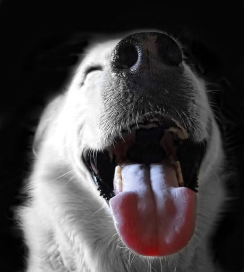 У какой собаки синий язык порода фото