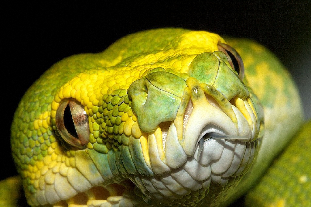 Веки змей сросшиеся прозрачные. Глаза змеи. Голова змеи. Змеиные глаза фото. Веки змеи.