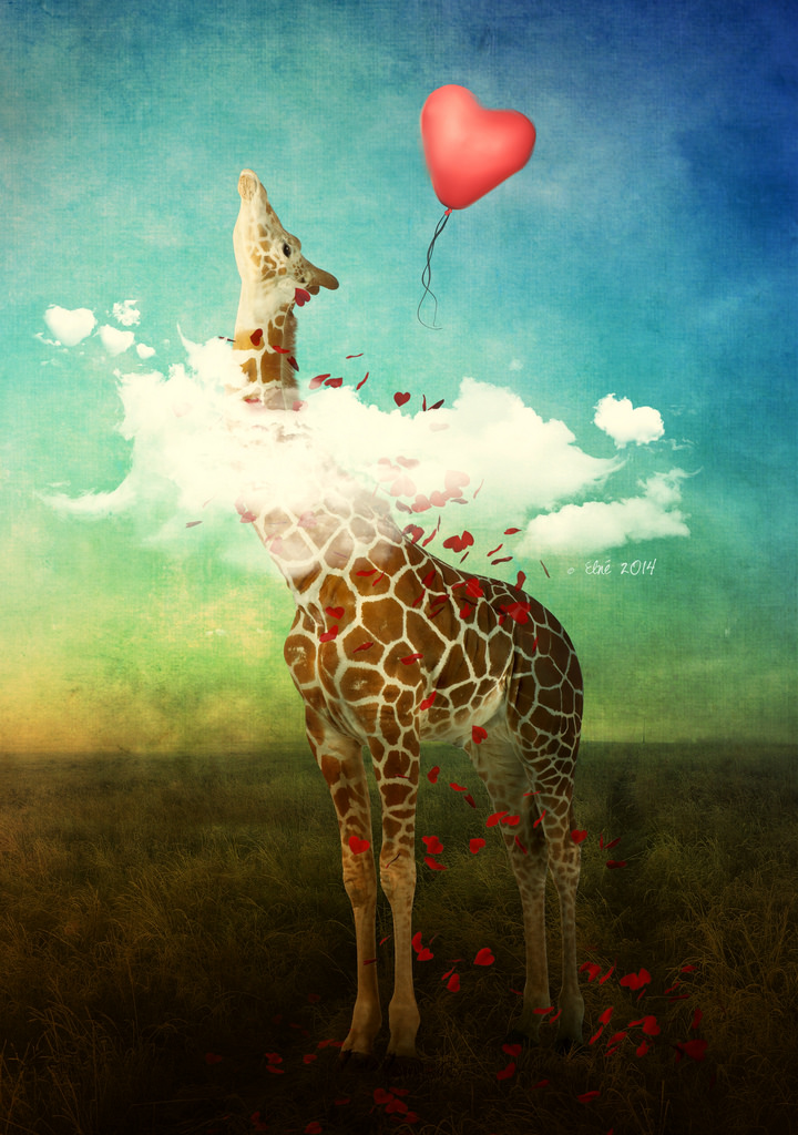 Фото Жираф, шею которого окутывает облако, тянется к воздушному шарику в виде сердца