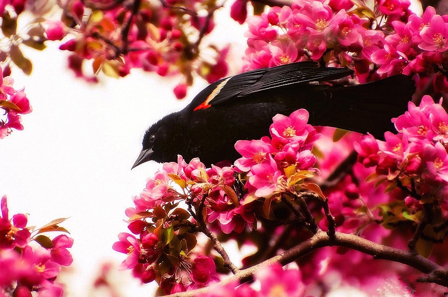 Фото Черная птица сидит среди красных цветов дерева