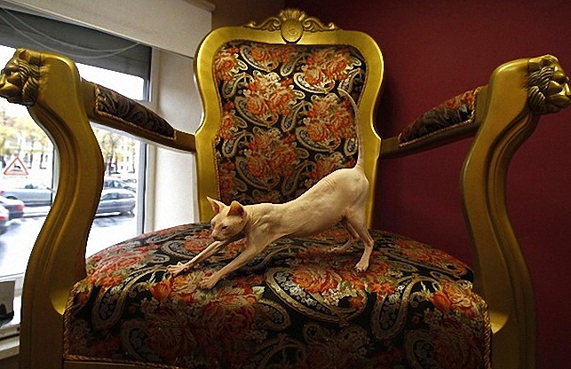 Фото Кошка сфинкс потягивается в старинном кресле