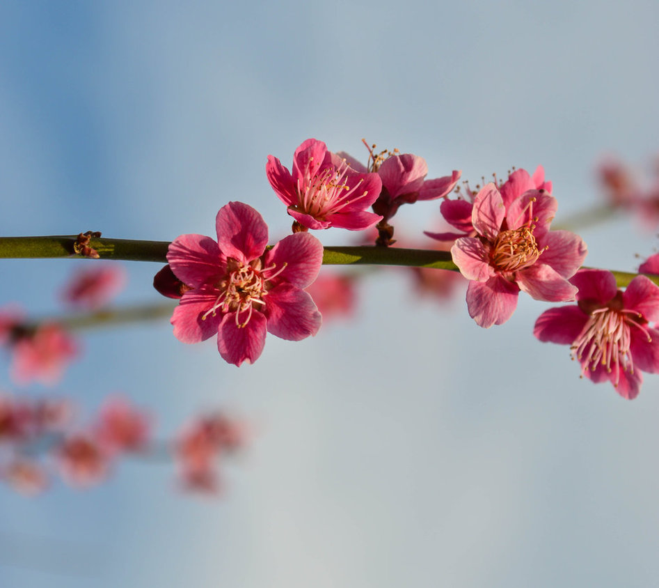 Фото Весенняя веточка с розовыми цветами