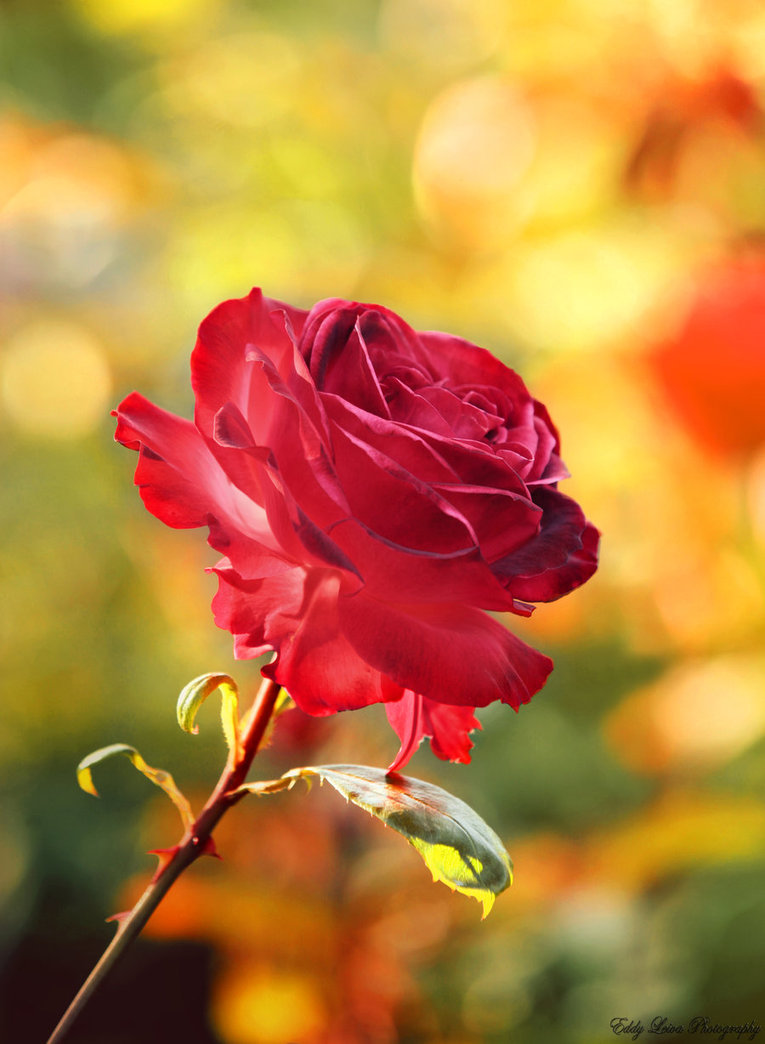 Фото Красная роза на размытом фоне