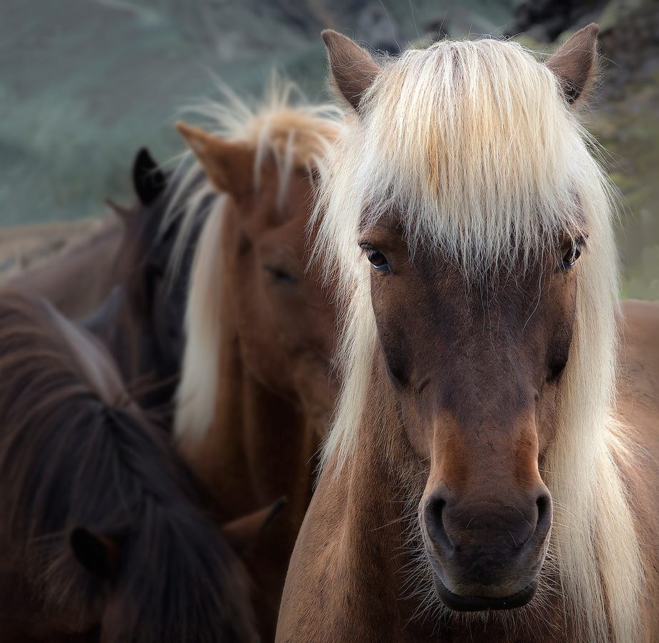 Фото Красивые лошади, фотограф Boris Bekelman