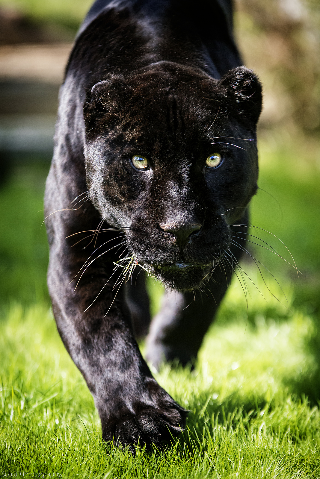 Фото Черный ягуар идет по траве