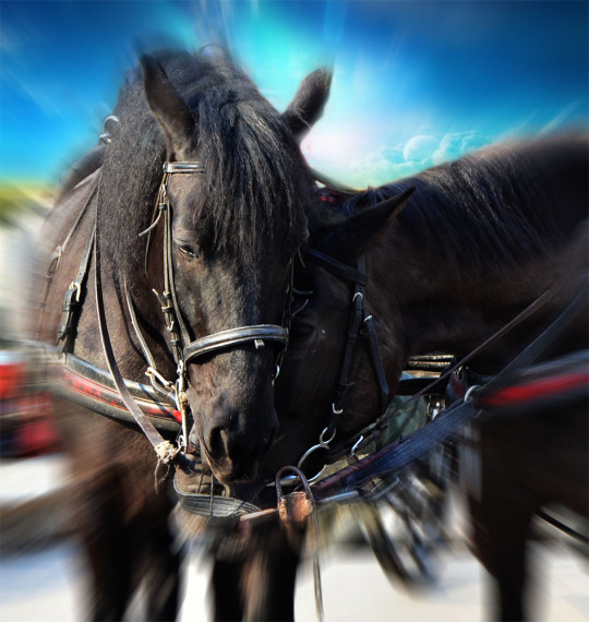 Фото Черная лошадь на размытом фоне