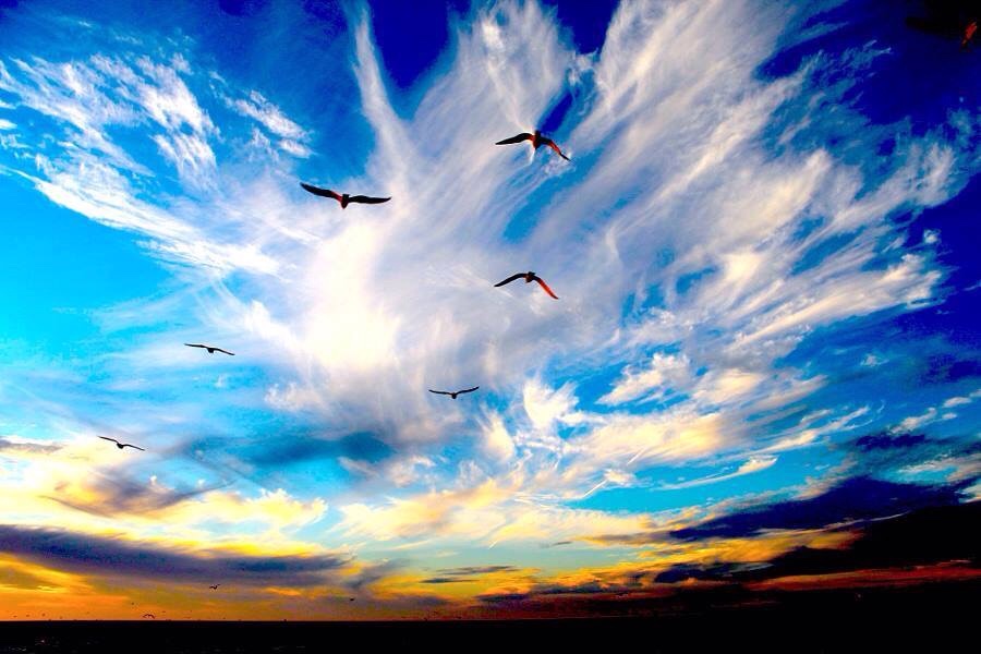 Полет птицы в небе (75 фото)